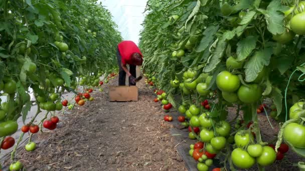Bio-Tomaten im Gewächshaus — Stockvideo