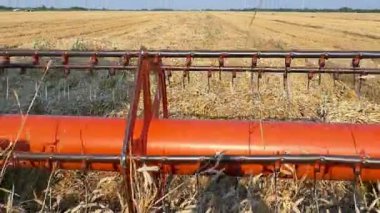 Buğday hasat çalışmalarında