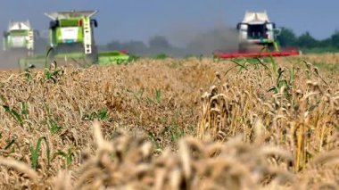 Üç tane buğday hasat için Birleştir