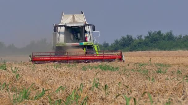 Combinar cosechadora en un campo de trigo — Vídeo de stock