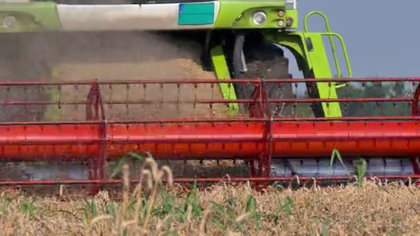Erntemaschine erntet den Weizen — Stockvideo