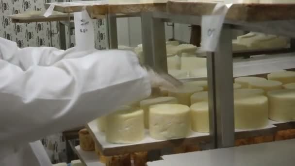 Produktion von hausgemachtem Ziegenkäse — Stockvideo