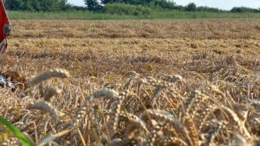 Birleştirme-biçerdöver buğday toplar