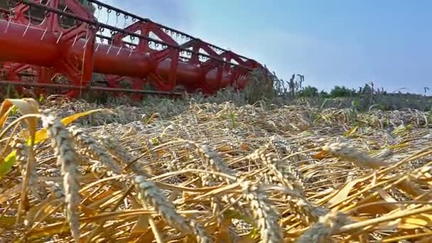 Colheitadeira de trabalho para colher trigo — Vídeo de Stock