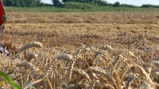 Combine-colheitadeira recolhe o trigo — Vídeo de Stock