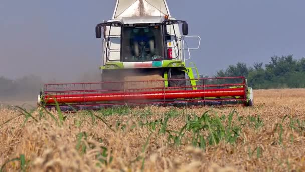 Moissonneuse-batteuse récolte champ de blé — Video