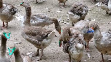 Kırsal bir çiftlikte akın kazlar