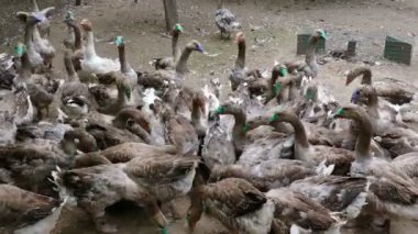Kaz yetiştirmek için çiftlik