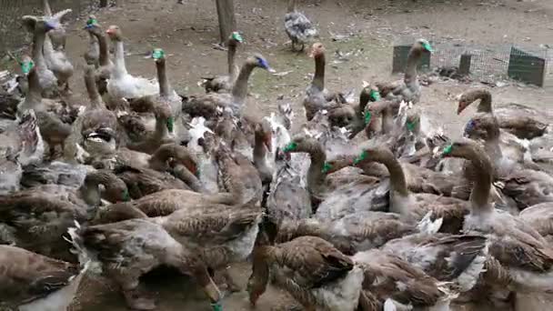 Farm for breeding geese — Stock Video