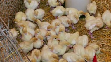 Çiftlikte bebek hindi sürüsü