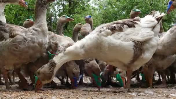 Le troupeau d'oies domestiques mange du maïs — Video