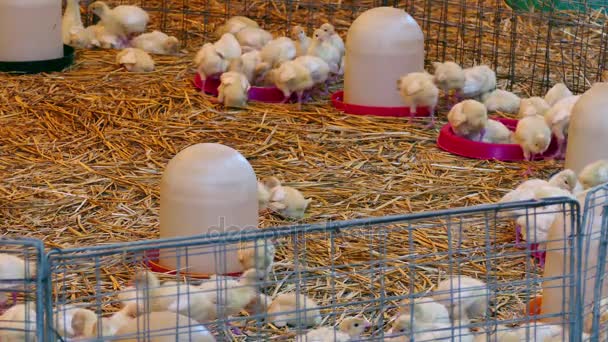 Geflügelfarm für Putenzucht — Stockvideo