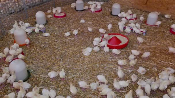 Krmení krůtí poult na farmě — Stock video