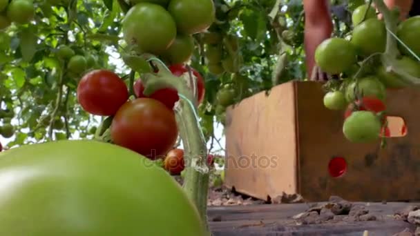 Raccolta di pomodori biologici in una serra — Video Stock