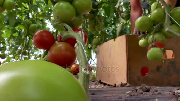 Biotomaten im Gewächshaus pflücken — Stockvideo