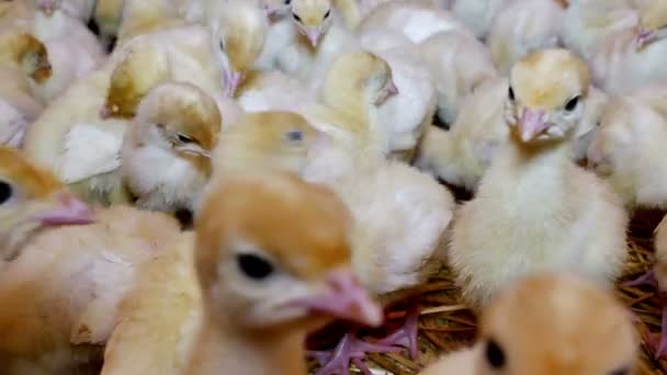En una granja avícola de pavos reproductores — Vídeo de stock