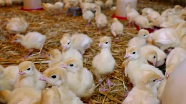 Farm broiler chickens — Stock Video