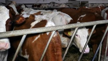 Süt ineği ahırları