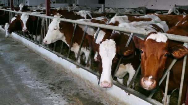 Granero con vacas lecheras — Vídeos de Stock