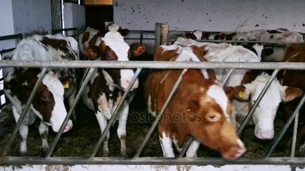 Vacas lecheras en un pesebre — Vídeo de stock