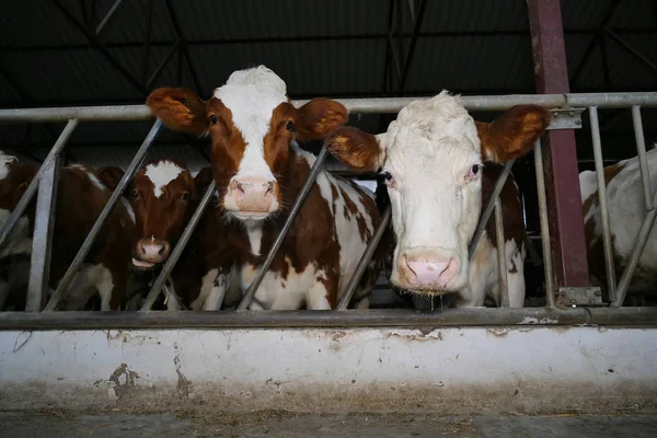 Vacas lecheras en un granero — Foto de Stock