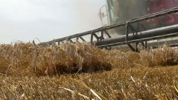 Combine Harvester - Máquina poderosa — Vídeo de Stock