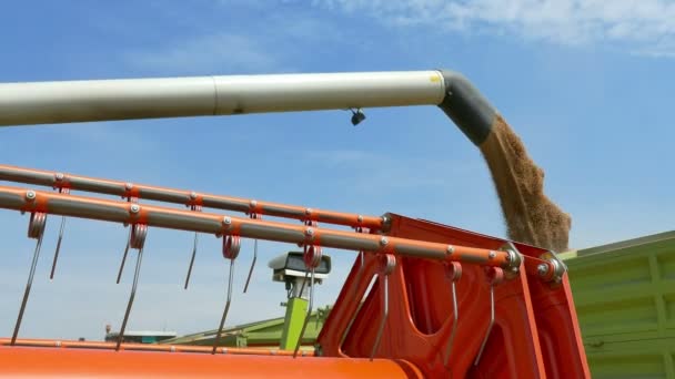 Verstrooiing tarwe combineren harvester in een aanhangwagen — Stockvideo