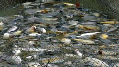 Balık ağı balık çiftliğinde sazan