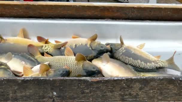 Tri des poissons pêchés 