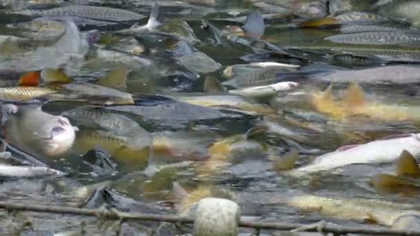 Carpa en red de pesca en la piscifactoría — Vídeo de stock