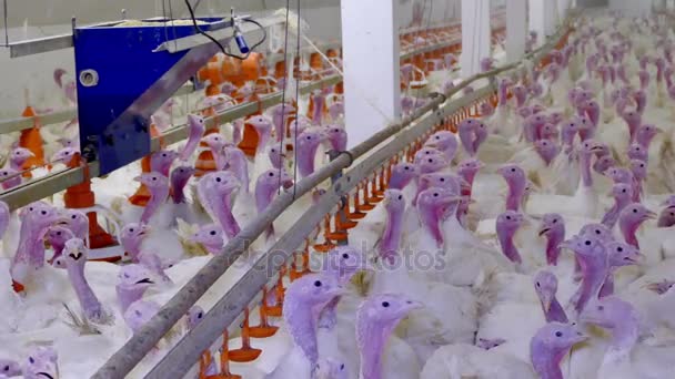 Turkeys for fattening — Stock Video