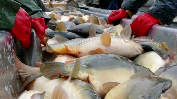 Pescado fresco en manos de los pescadores — Vídeo de stock