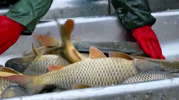 Sobrepesca y clasificación Carpa de pescado — Vídeo de stock