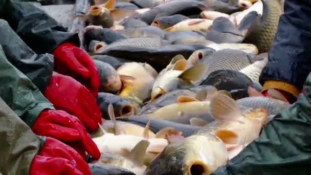 Carpa capturada na lagoa de peixes — Vídeo de Stock