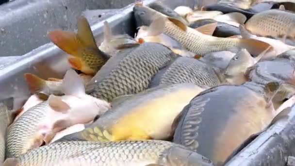 Clasificación pescado capturado en el estanque — Vídeo de stock