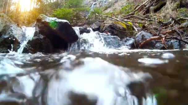 Arroyo de montaña en el bosque — Vídeos de Stock