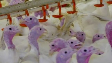 Yerli hindi çiftliğinde