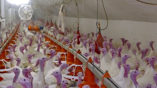 Farm for fattening turkeys — Stock Video