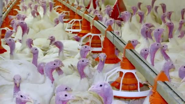 Turkeys for fattening — Stock Video