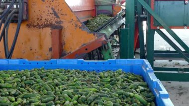 Salatalık işleme tesisi