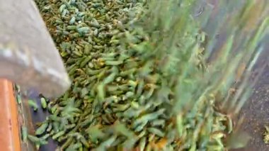 Bir sürü ham salatalık