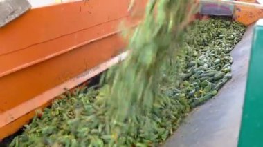 İşleme boşaltma salatalık