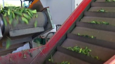 Bir koşu bandı üzerinde turşusu