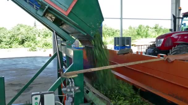 Подготовка к переработке огурцов — стоковое видео