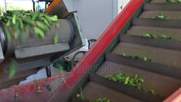 在跑步机上的小黄瓜 — 图库视频影像