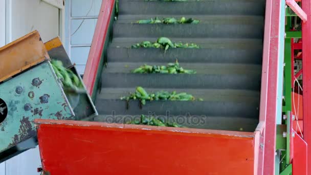 Planta de procesamiento de pepino crudo — Vídeos de Stock