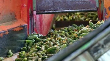 Satır işleme turşusu