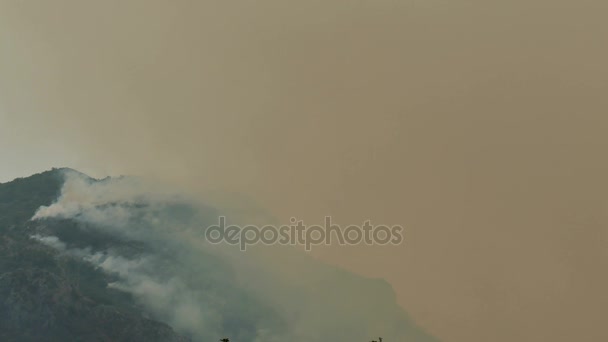 El fuego en el bosque de coníferas — Vídeo de stock