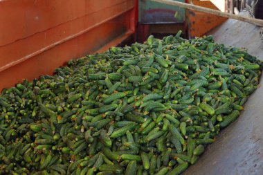 Salatalık işleme tesisi