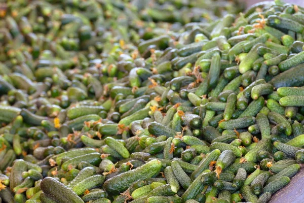 Un montón de pepinos crudos — Foto de Stock